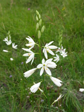 plantes sauvages