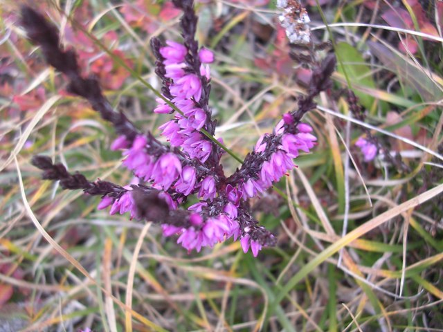 plantes sauvages