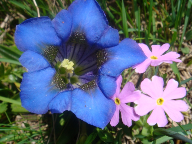 plantes sauvages