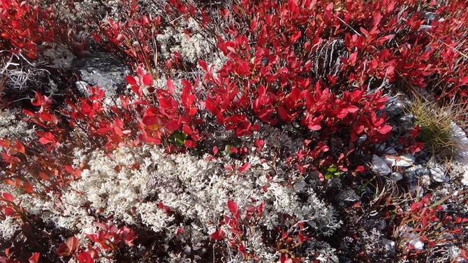 swissalpineemotion newsletterautomne2017